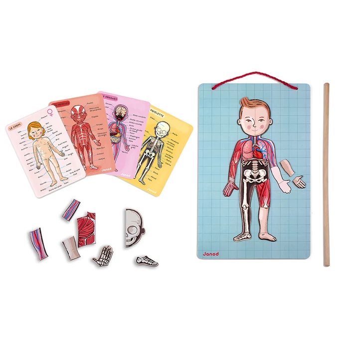 Janod - Emberi test - mágneses kirakó