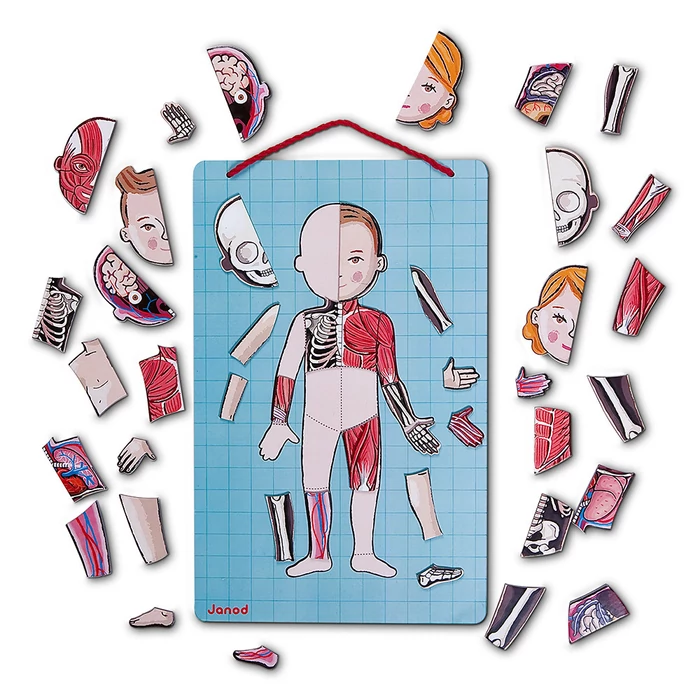 Janod - Emberi test - mágneses kirakó